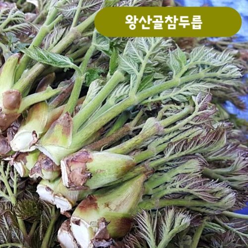 청정지역 고랭지 왕산골 참두릅 5키로[예약상품/4월10일경 출시예정]