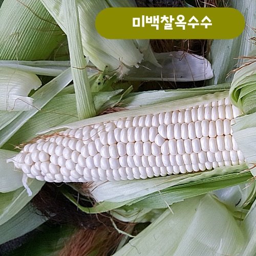 친환경농법 미백찰옥수수 25개[판매완료]